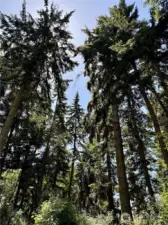 Potential value in timber.