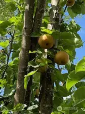 apple Tree in the Back fenced yard
