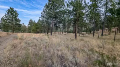 Let's take a walk around the property. Looking North from the east side of garage.