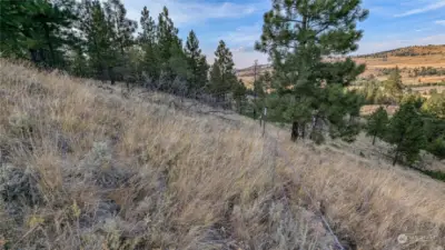 Looking down fence line on East end of property.