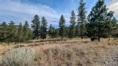 Looking East from South area of property.