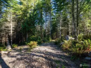 Wander through the beautiful ferns and natural flora.