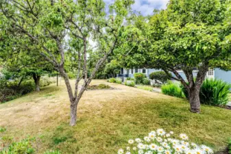 Fruit Trees