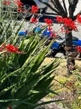 These Crocosmia attract so many hummingbirds! Its fun to sit on the front porch and watch them.
