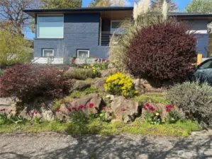 In the spring, tulips galore adorn the front yard.