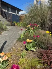 Tulips will be your spring surprise!