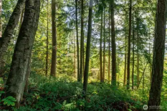 Mature timber throughout the property