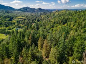 Vast forest lands for miles