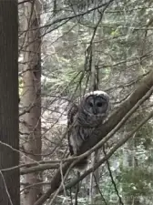 Local owl in a tree close to the deck!