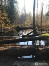 Trail near home