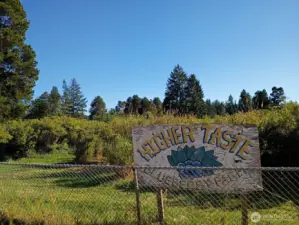Higher Taste Blueberry Farm is a well established, 71 year old U-Pick community farm.
