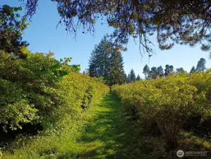 Main path that divides the farm.  So beautiful here and just heavenly when the sun starts to go down and beams of sun and shadows go through the trees and bushes.