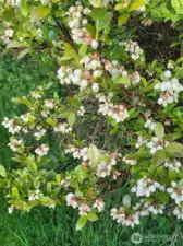 Beautiful white bell-shaped flowers bloom on all the blueberry bushes in May!