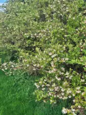 These flowers all turn to berries!  So many...bumper crops every year here!!