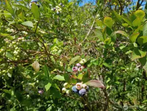 Farm has full span of the blueberry, season, early, mid and late varieties. First farm to open and last to close!