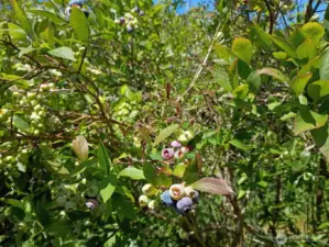 Farm has full span of the blueberry, season, early, mid and late varieties. First farm to open and last to close!