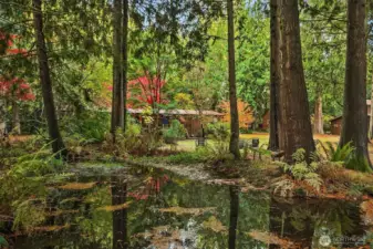Pond toward the house location with cedar tree's giving us a fall coat.