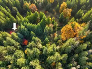 It is very hard to get a sense of the size of these trees but the arrow is pointing to the build site where the mobile home is currently placed.