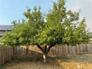 Apple Tree!