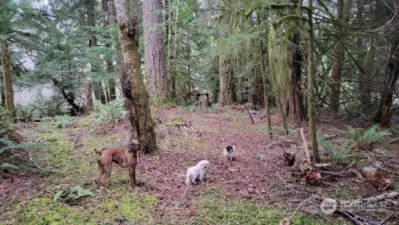 Area out in the back, has old trails for riding your dirt bike or quad, or having your goats munching on some mushrooms