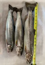Fish caught from Echo Lake this summer 2025.