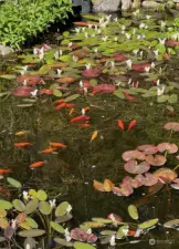 One grows to love these beautiful koi.