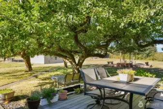 View from back deck, TREX, big apple trees, plenty of shade for the summer.