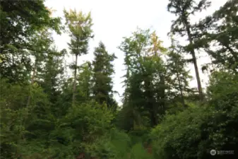 Looking south from the building site along an access trail loaded with wildlife and serenity