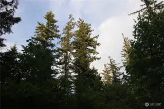 Lots of towering Douglas Firs, along with Western Red Cedar, Alder, Big Leaf Maples, Black Cottonwoods and colorful Vine Maples as well