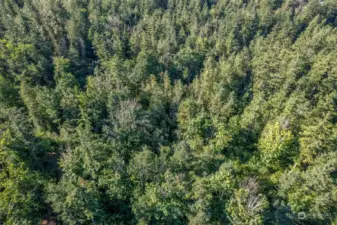 Lots of towering evergreens