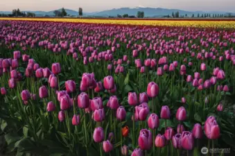 Live amongst the Farmland of Skagit Valley!