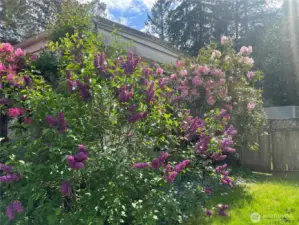 More of the mature landscaping.