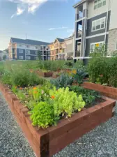 Raised garden beds for residents' use.