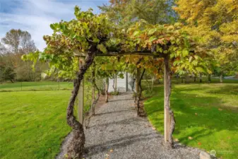 Trellised grapevine fruit has been used to make wine.  This path leads to the pump house.