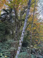 Huge Maple Tree and Alder.