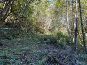 Overgrown driveway.