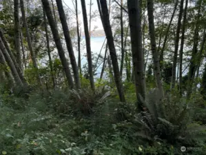 View of Colvos Passage through the trees.