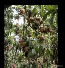Peaches on the tree in the backyard