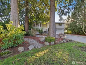 Gorgeous cedars, walkway, ferns, mature shrubs.