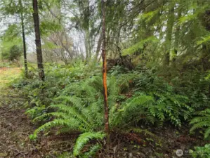 Lots of deer roam the property