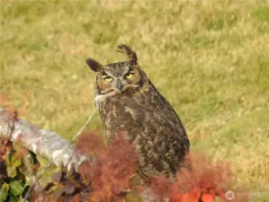 Wildlife flourishes here, from eagles to deer to owls, reminding you of the natural beauty that surrounds this estate.  Watch the eagles soar, the Blue Herron fish, or the male seals compete for the female's attention.