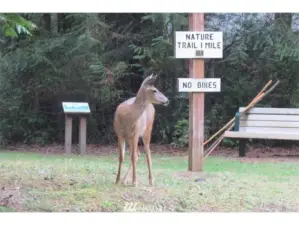 Along the trail