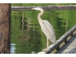 Fishing at the marina