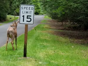 Our speed limit is slow for the safety of all our residents.