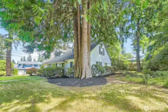 Front yard