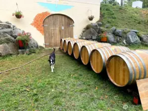 Rinsing barrels outside the winery