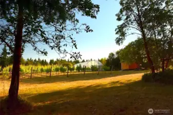 Upper vineyard, polly tunnel greenhouse and storage shed