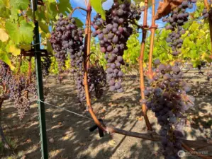 Dolcetto grapes ready for harvest