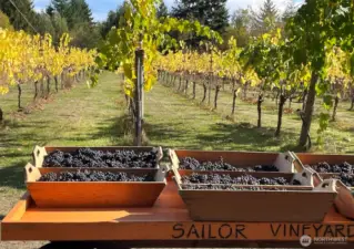 Harvest time - picking directly from the vineyard to press