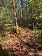 Lot is level and there are no critical areas on the property. A trail takes you to the rear of the parcel